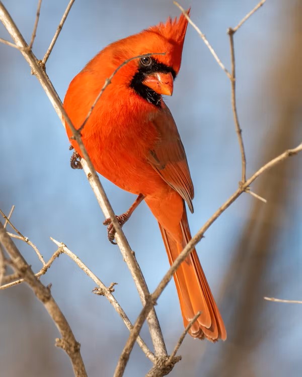Common Birds to Spot in the Midwest